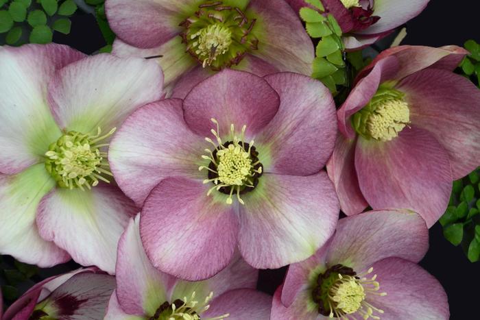 Honeymoon® 'Paris in Pink' - Helleborus hybrid from E.C. Brown's Nursery