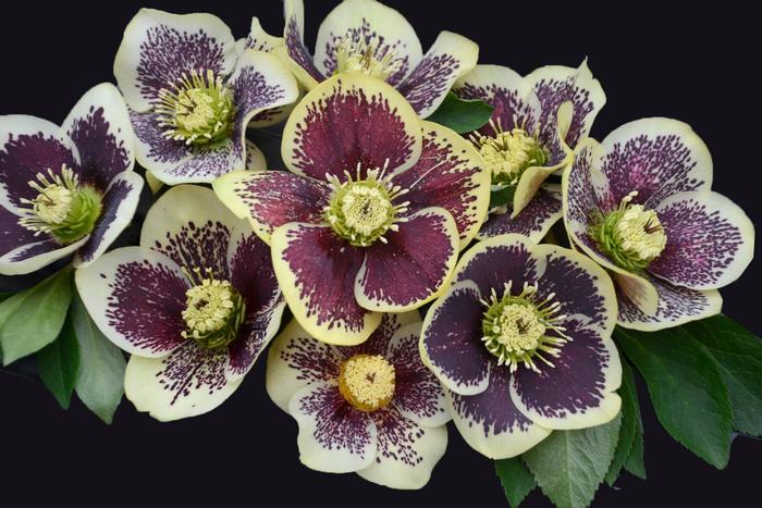 Honeymoon® 'Rio Carnival' - Helleborus hybrid from E.C. Brown's Nursery