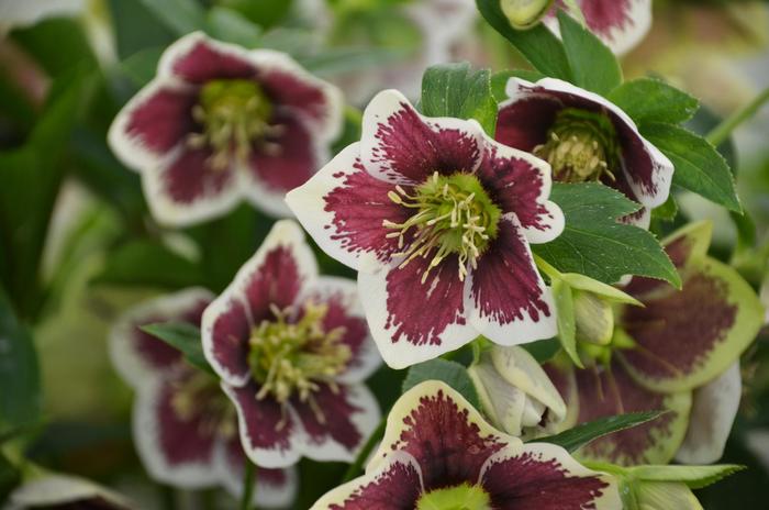 Honeymoon® 'Romantic Getaway' - Helleborus hybrid from E.C. Brown's Nursery Honeymoon® 'Romantic Getaway' - Helleborus hybrid from E.C. Brown's Nursery