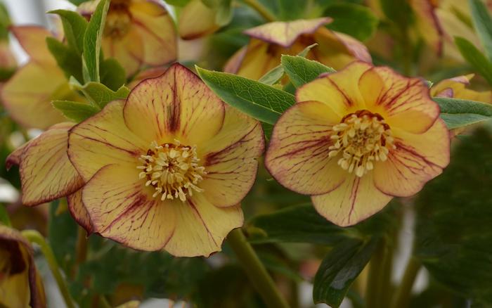 Honeymoon® 'Tropical Sunset' - Helleborus hybrid from E.C. Brown's Nursery