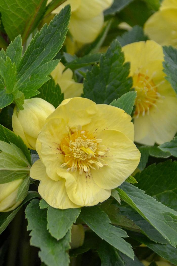 Honeymoon® 'California Dreaming' - Helleborus (Lenten Rose) from E.C. Brown's Nursery