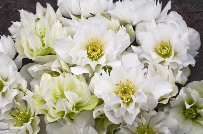 Wedding Party® 'Wedding Bells' - Helleborus (Lenten Rose) from E.C. Brown's Nursery Wedding Party® 'Wedding Bells' - Helleborus (Lenten Rose) from E.C. Brown's Nursery