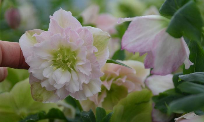 Wedding Party™ 'Flower Girl' - Helleborus hybrid from E.C. Brown's Nursery Wedding Party™ 'Flower Girl' - Helleborus hybrid from E.C. Brown's Nursery