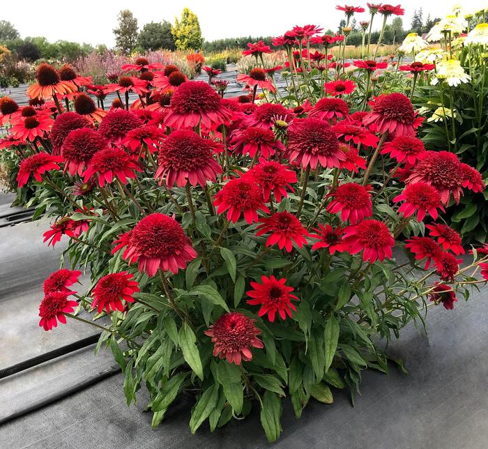 Sunny Days™ Ruby - Echinacea hybrid from E.C. Brown's Nursery Sunny Days™ Ruby - Echinacea hybrid from E.C. Brown's Nursery