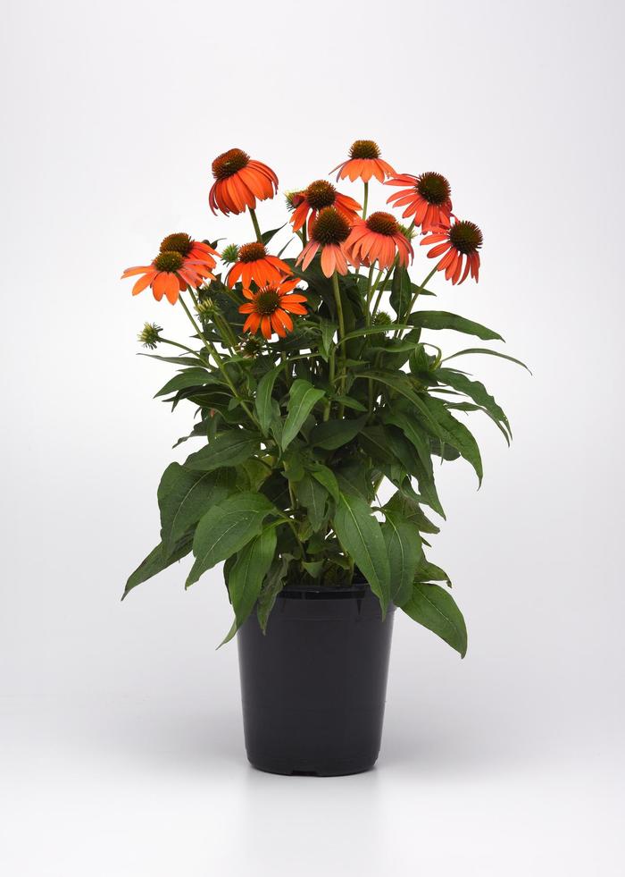 Artisan™ Soft Orange - Echinacea x hybrida from E.C. Brown's Nursery