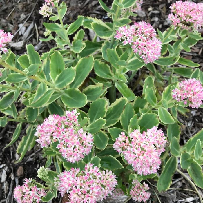 'Frosted Fire' Stonecrop - Sedum telephium from E.C. Brown's Nursery 'Frosted Fire' Stonecrop - Sedum telephium from E.C. Brown's Nursery