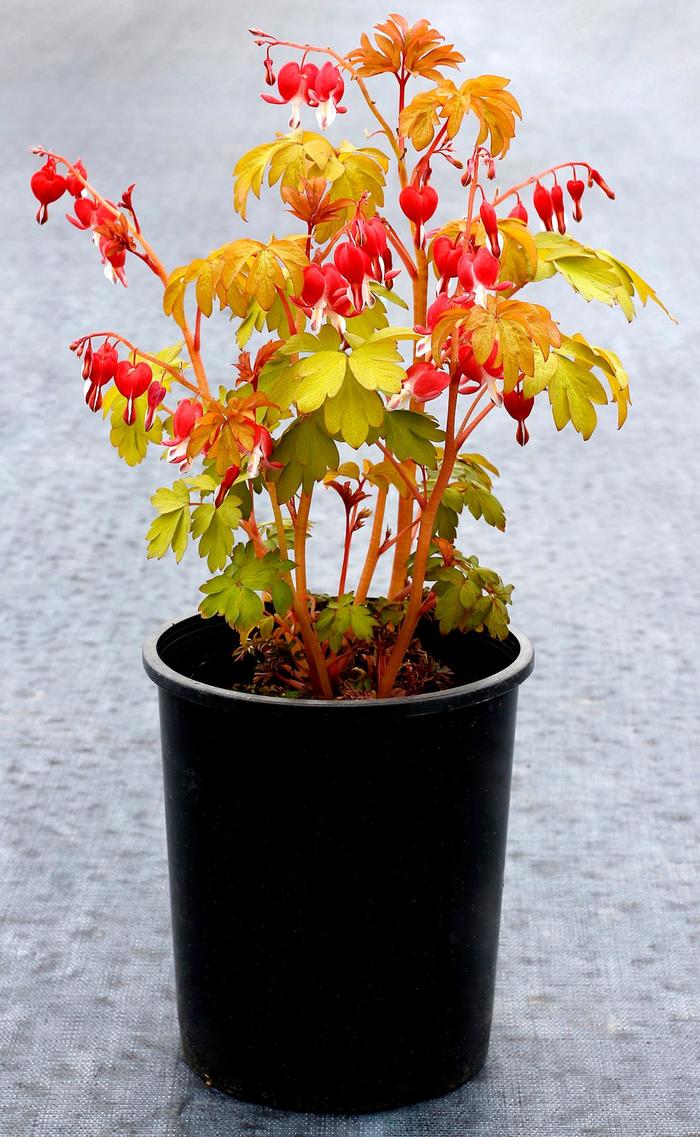 Ruby Gold Bleeding Hearts - Dicentra spectabilis 'Ruby Gold' (Bleeding Hearts) from E.C. Brown's Nursery