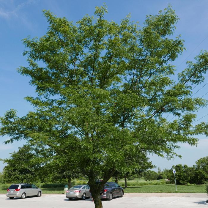 Skyline® Honeylocust - Gleditsia triacanthos var. inermis 'Skycole' from E.C. Brown's Nursery