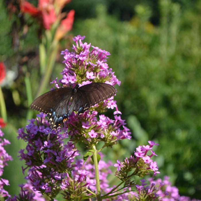  'Jeana' - Phlox paniculata from E.C. Brown's Nursery