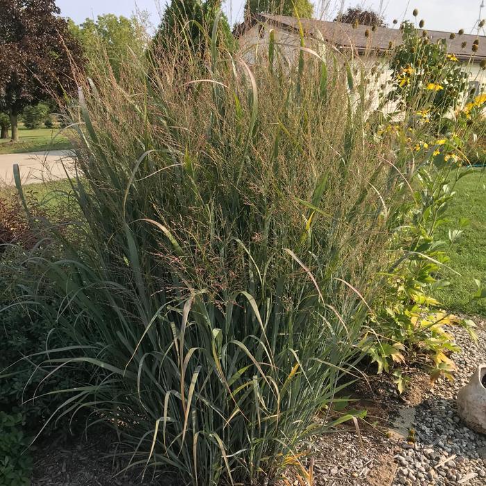 Northwind Switch Grass - Panicum virgatum Northwind from E.C. Brown's Nursery