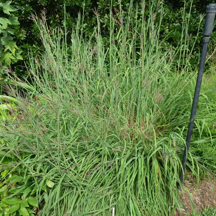 Big Blue Stem - Andropogon gerardii from E.C. Brown's Nursery