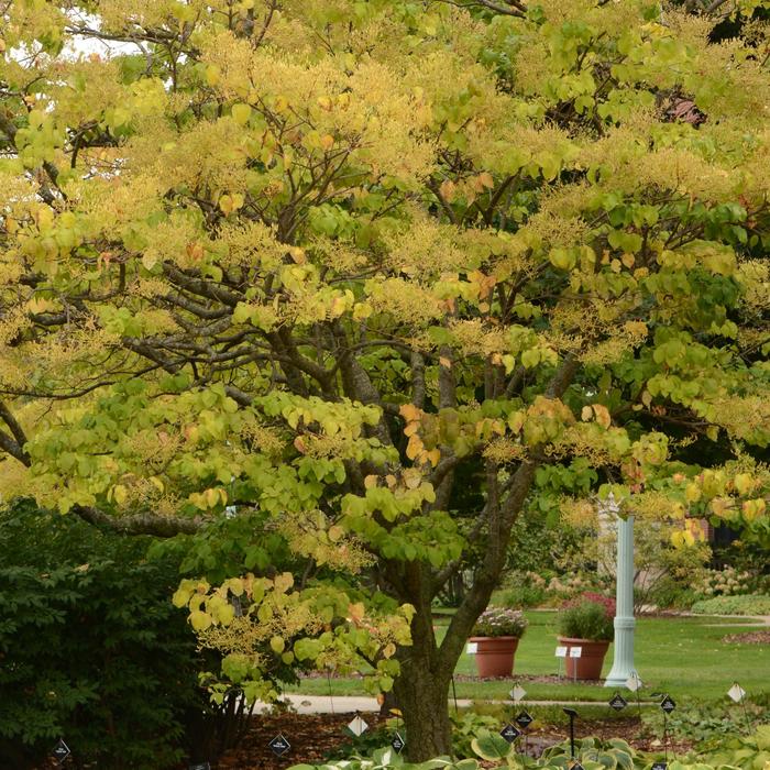 Japanese Tree Lilac - Syringa reticulata from E.C. Brown's Nursery