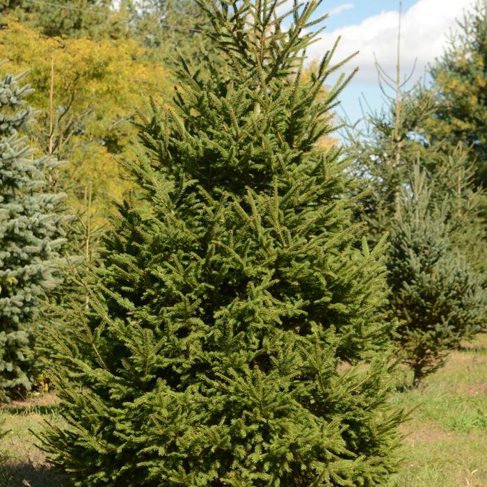 Norway Spruce - Picea abies from E.C. Brown's Nursery
