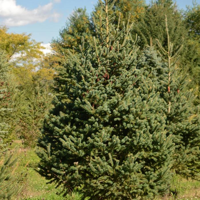 White Spruce - Picea glauca from E.C. Brown's Nursery White Spruce - Picea glauca from E.C. Brown's Nursery
