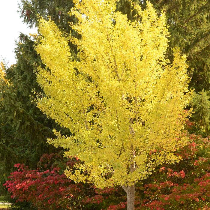 Ginkgo - Ginkgo biloba 'Autumn Gold' from E.C. Brown's Nursery