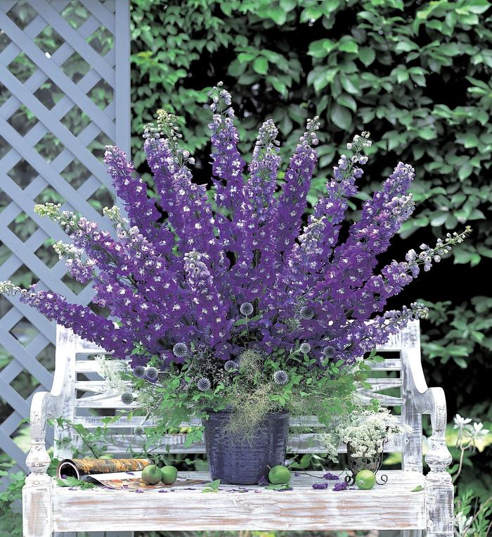 'Aurora Deep Purple' - Delphinium elatum from E.C. Brown's Nursery