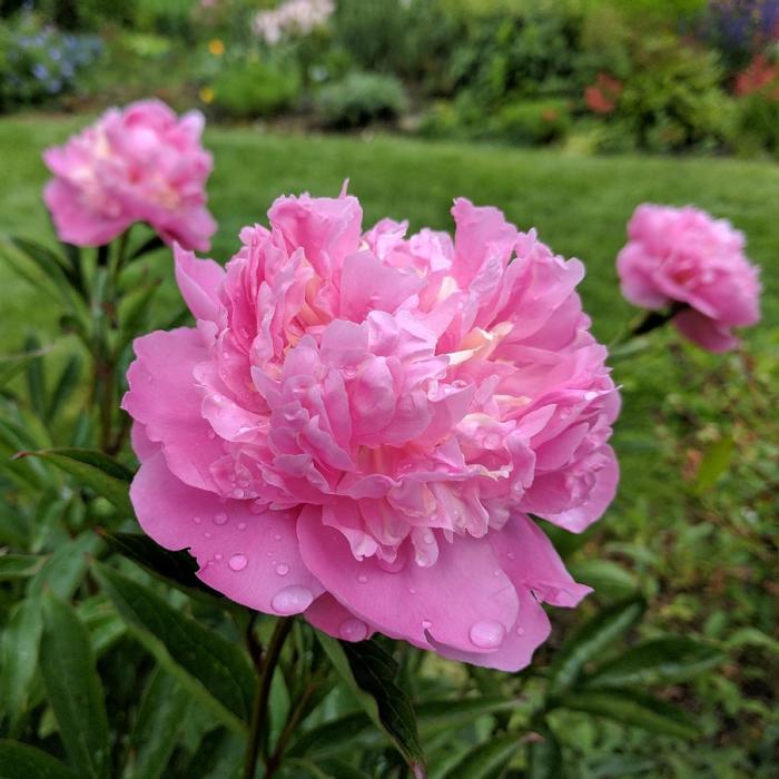 'Edulis Superba' - Paeonia lactiflora from E.C. Brown's Nursery 'Edulis Superba' - Paeonia lactiflora from E.C. Brown's Nursery