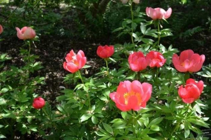 'Flame' - Paeonia lactiflora from E.C. Brown's Nursery 'Flame' - Paeonia lactiflora from E.C. Brown's Nursery