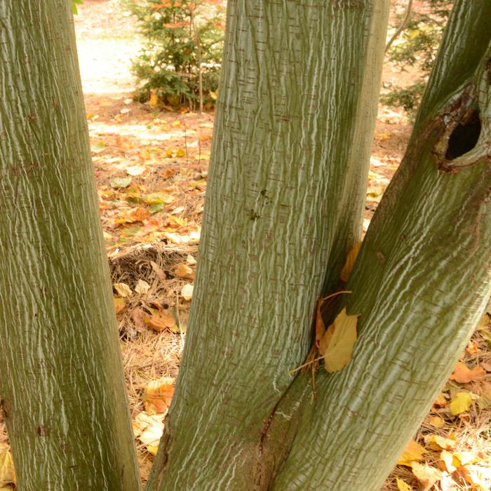 Striped Maple - Acer pennsylvanicum (Striped Maple) from E.C. Brown's Nursery