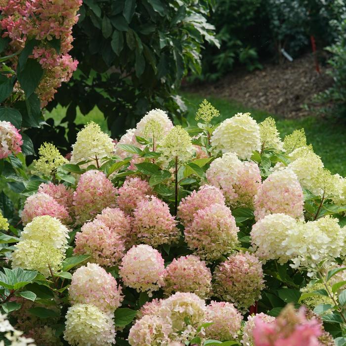 Fire Light Tidbit® - Hydrangea paniculata from E.C. Brown's Nursery