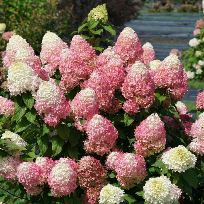 Quick Fire Fab® - Hydrangea paniculata from E.C. Brown's Nursery Quick Fire Fab® - Hydrangea paniculata from E.C. Brown's Nursery