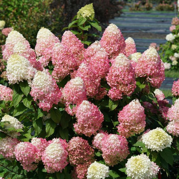 Quick Fire Fab® - Hydrangea paniculata from E.C. Brown's Nursery