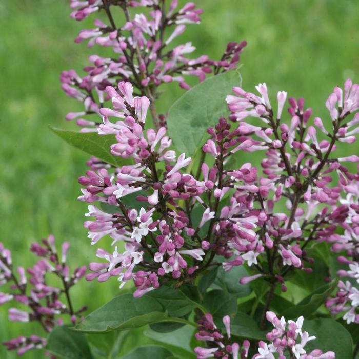 Baby Kim® - Syringa hybrid from E.C. Brown's Nursery