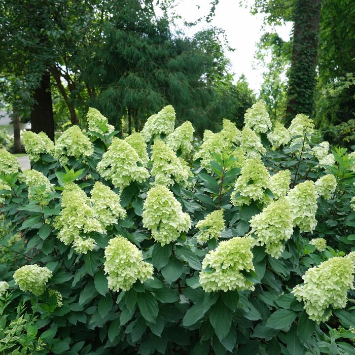 Limelight Prime® - Hydrangea paniculata from E.C. Brown's Nursery