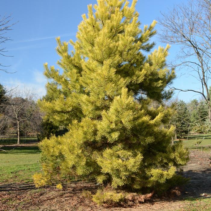 'Gold Coin' Scotch Pine - Pinus sylvestris from E.C. Brown's Nursery