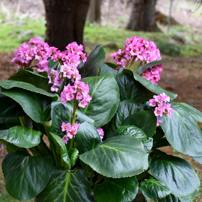 'Miss Piggy' - Bergenia from E.C. Brown's Nursery