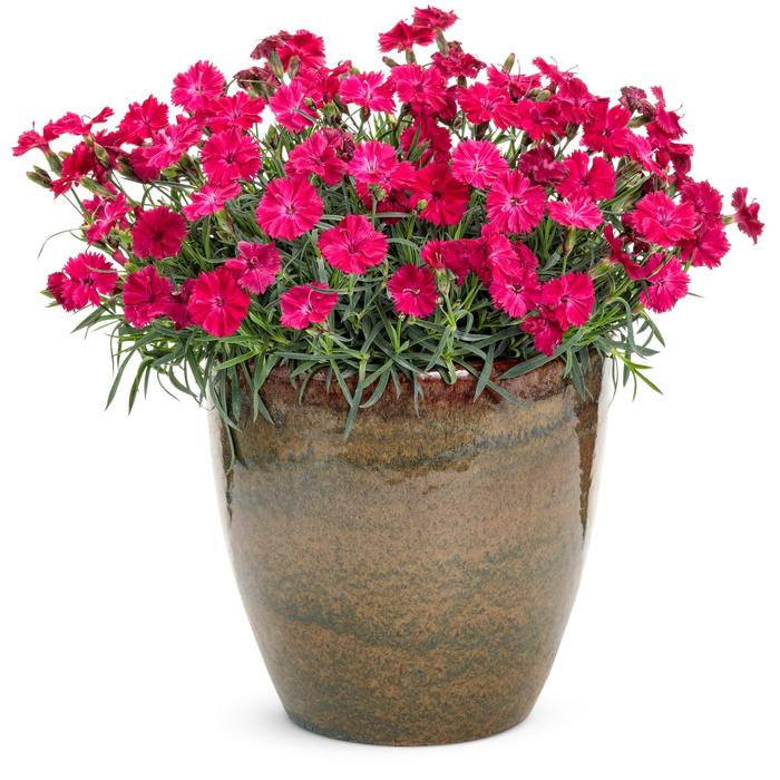 'Paint the Town Red' - Dianthus hybrid from E.C. Brown's Nursery