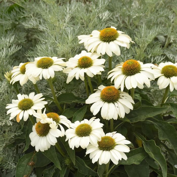 Color Coded™ 'The Price is White' - Echinacea (Coneflower) from E.C. Brown's Nursery Color Coded™ 'The Price is White' - Echinacea (Coneflower) from E.C. Brown's Nursery