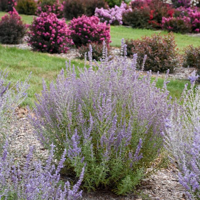 'Sage Advice' - Perovskia atriplicifolia from E.C. Brown's Nursery