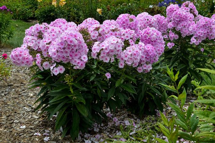 Luminary™ 'Opalescence' - Phlox paniculata from E.C. Brown's Nursery Luminary™ 'Opalescence' - Phlox paniculata from E.C. Brown's Nursery