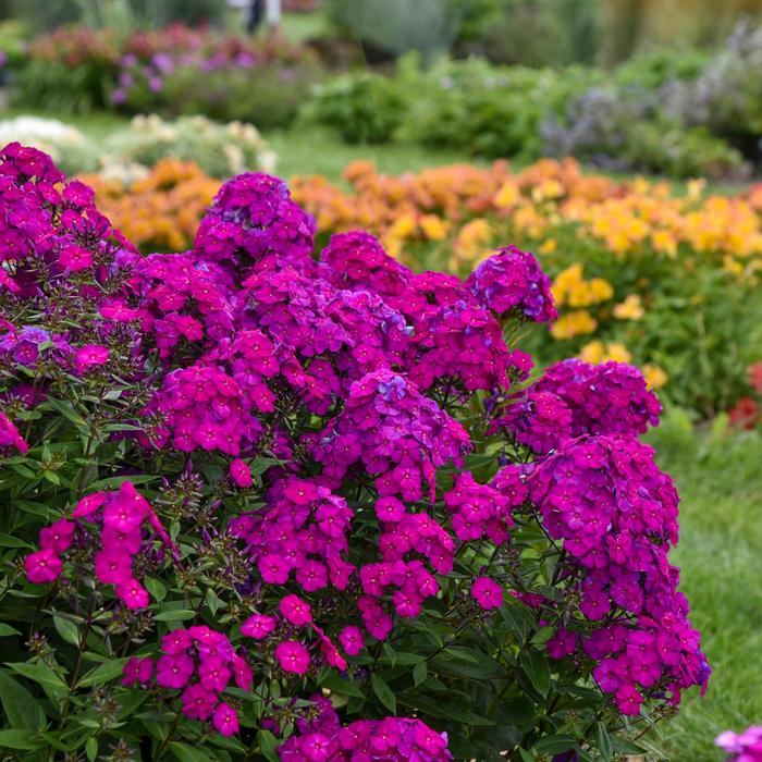 Luminary™ 'Ultraviolet' - Phlox paniculata from E.C. Brown's Nursery