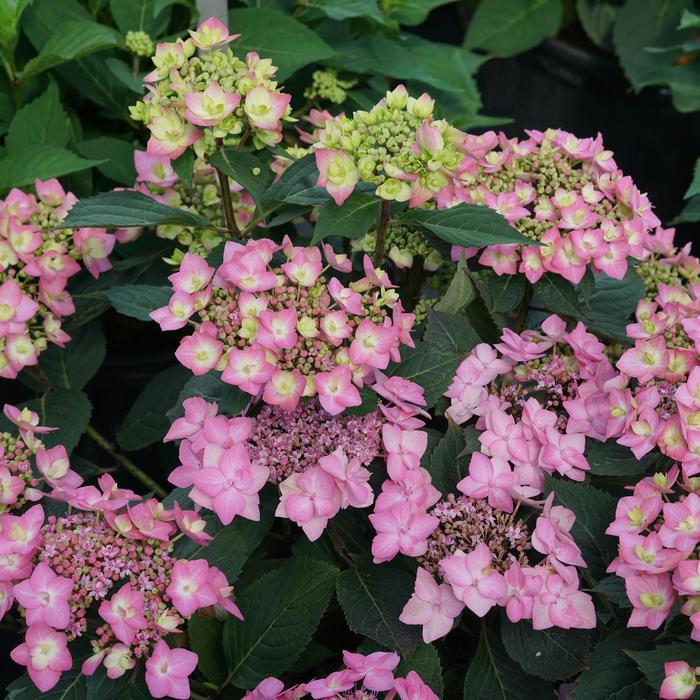 Let's Dance Can Do® - Hydrangea serrata from E.C. Brown's Nursery Let's Dance Can Do® - Hydrangea serrata from E.C. Brown's Nursery