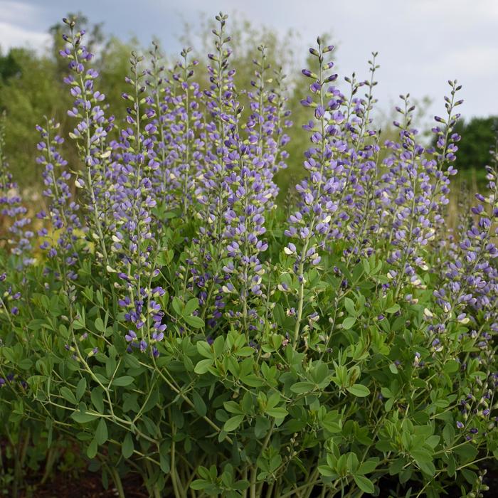 Decadence® Deluxe 'Blue Bubbly' - Baptisia hybrid from E.C. Brown's Nursery Decadence® Deluxe 'Blue Bubbly' - Baptisia hybrid from E.C. Brown's Nursery