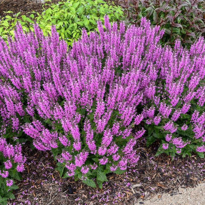 Color Spires® 'Back to the Fuchsia' - Salvia hybrid from E.C. Brown's Nursery