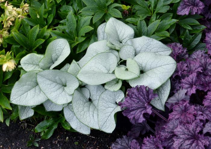 Alexandria Siberian Bugloss - Brunnera 'Alexandria' (Siberian Bugloss) from E.C. Brown's Nursery