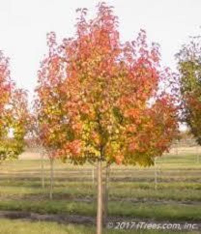 Aristocrat Pear - Pyrus calleryana 'Aristocrat' from E.C. Brown's Nursery