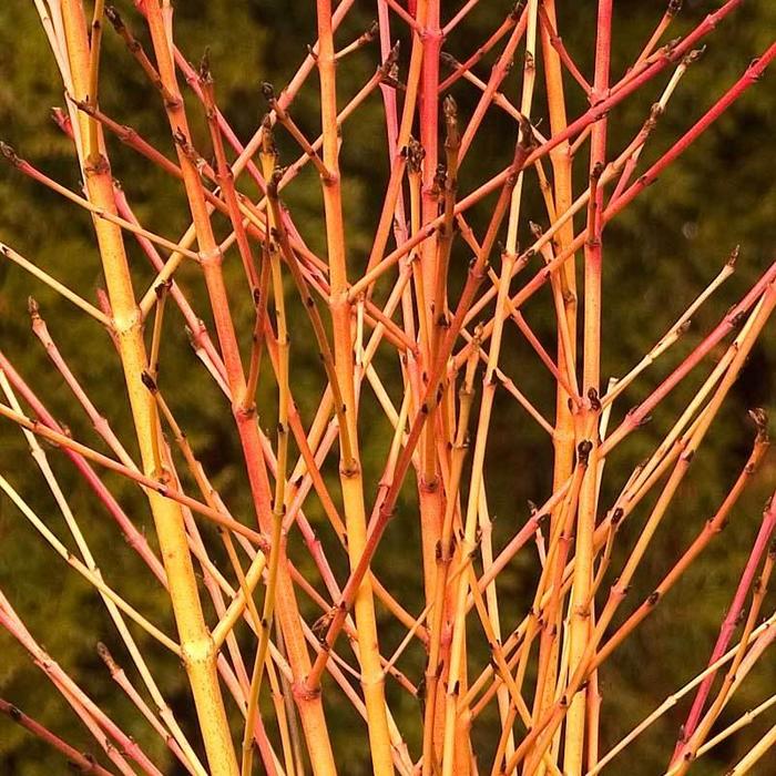 Dogwood - Cornus sanguinea 'Arctic Sun' from E.C. Brown's Nursery