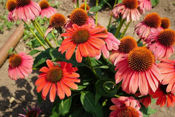 Sombrero® Tango Tangerine - Echinacea 'Balsomotan' PP31844 (Coneflower) from E.C. Brown's Nursery