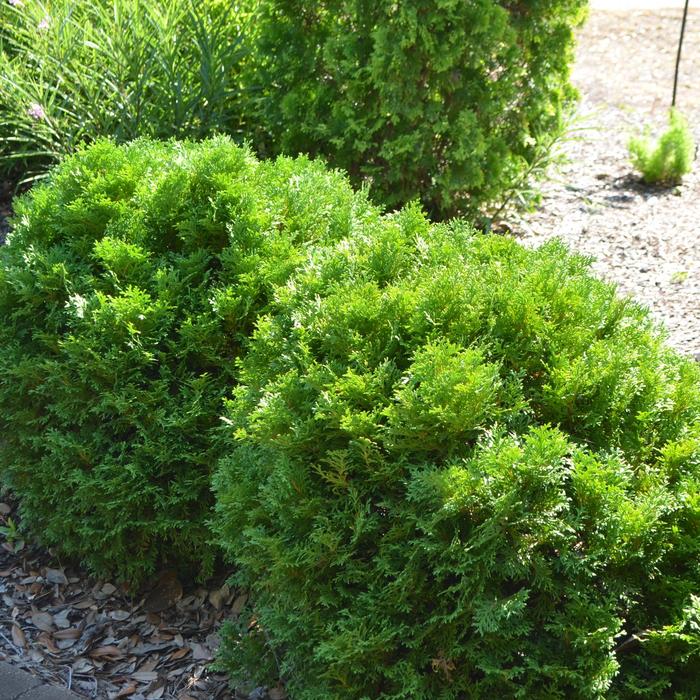 Mr. Bowling Ball® Arborvitae - Thuja occidentalis 'Bobazam' from E.C. Brown's Nursery Mr. Bowling Ball® Arborvitae - Thuja occidentalis 'Bobazam' from E.C. Brown's Nursery