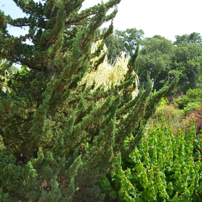 'Torulosa™' Hollywood Juniper - Juniperus chinensis from E.C. Brown's Nursery