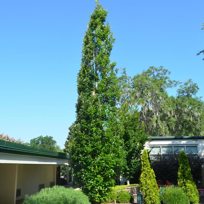 Regal Prince® Oak - Quercus X warei 'Long' (Oak) from E.C. Brown's Nursery