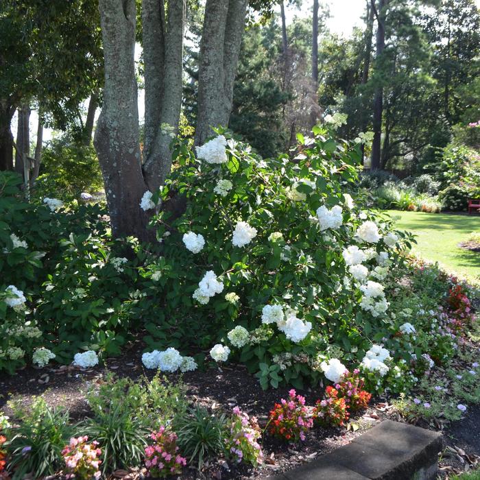 Vanilla Strawberry™ - Hydrangea paniculata from E.C. Brown's Nursery