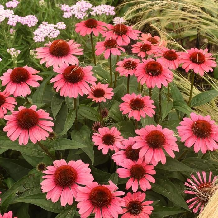 Eye-Catcher™ 'Coral Craze' - Echinacea hybrid from E.C. Brown's Nursery