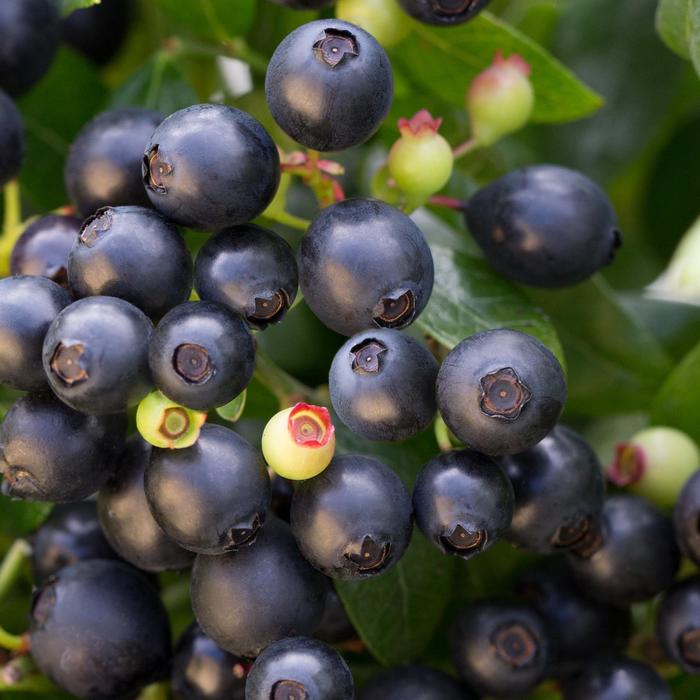 Bushel and Berry® BerryBux™ - Vaccinium hybrid from E.C. Brown's Nursery Bushel and Berry® BerryBux™ - Vaccinium hybrid from E.C. Brown's Nursery