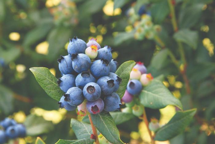Bushel and Berry® Perpetua® - Vaccinium ''ORUS-61-1'' PP24209 (Blueberry) from E.C. Brown's Nursery