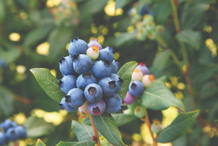 Bushel and Berry® Perpetua® - Vaccinium ''ORUS-61-1'' PP24209 (Blueberry) from E.C. Brown's Nursery Bushel and Berry® Perpetua® - Vaccinium ''ORUS-61-1'' PP24209 (Blueberry) from E.C. Brown's Nursery